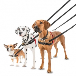 COLLARS, LEADS & HARNESSES